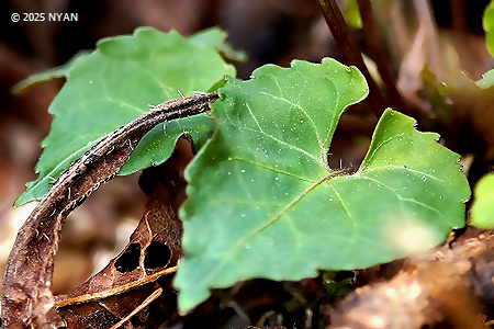 Viola selkirkii x tokubuchiana var. takedana