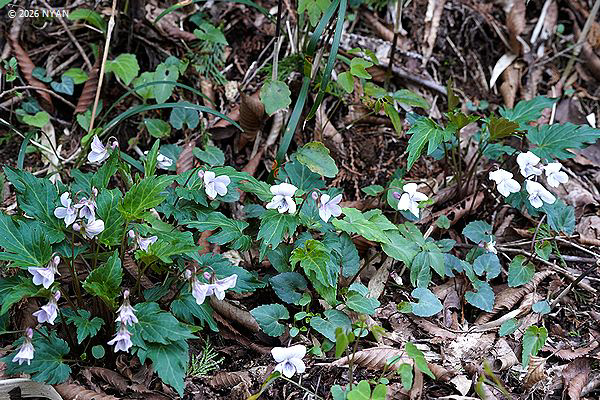 スルガキクバスミレ