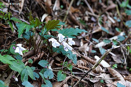スルガキクバスミレ