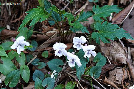 スルガキクバスミレ