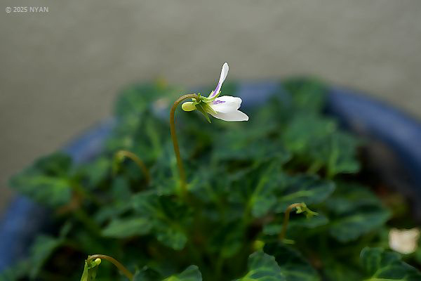 ヤエヤマヤクシマスミレ（交配種）