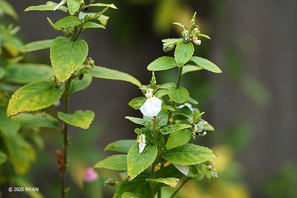 ポンバリア・コミュニス