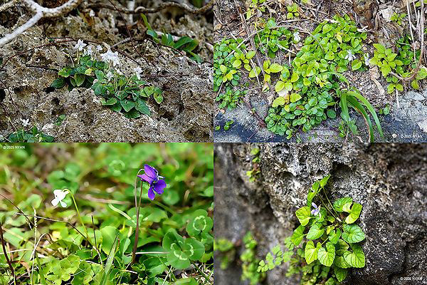沖縄本島のすみれたち