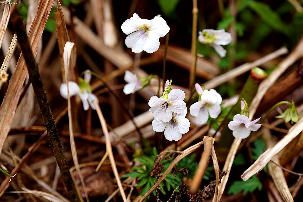 沖縄本島のすみれたち