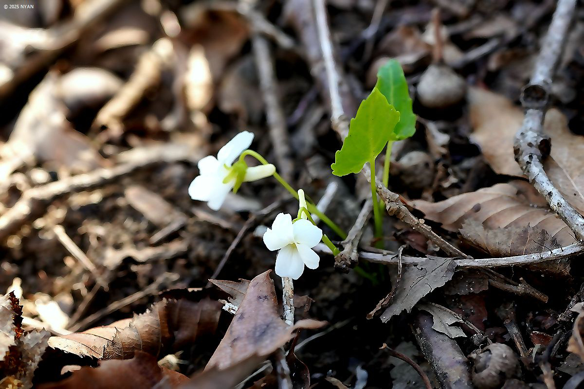 シロバナマキノスミレ