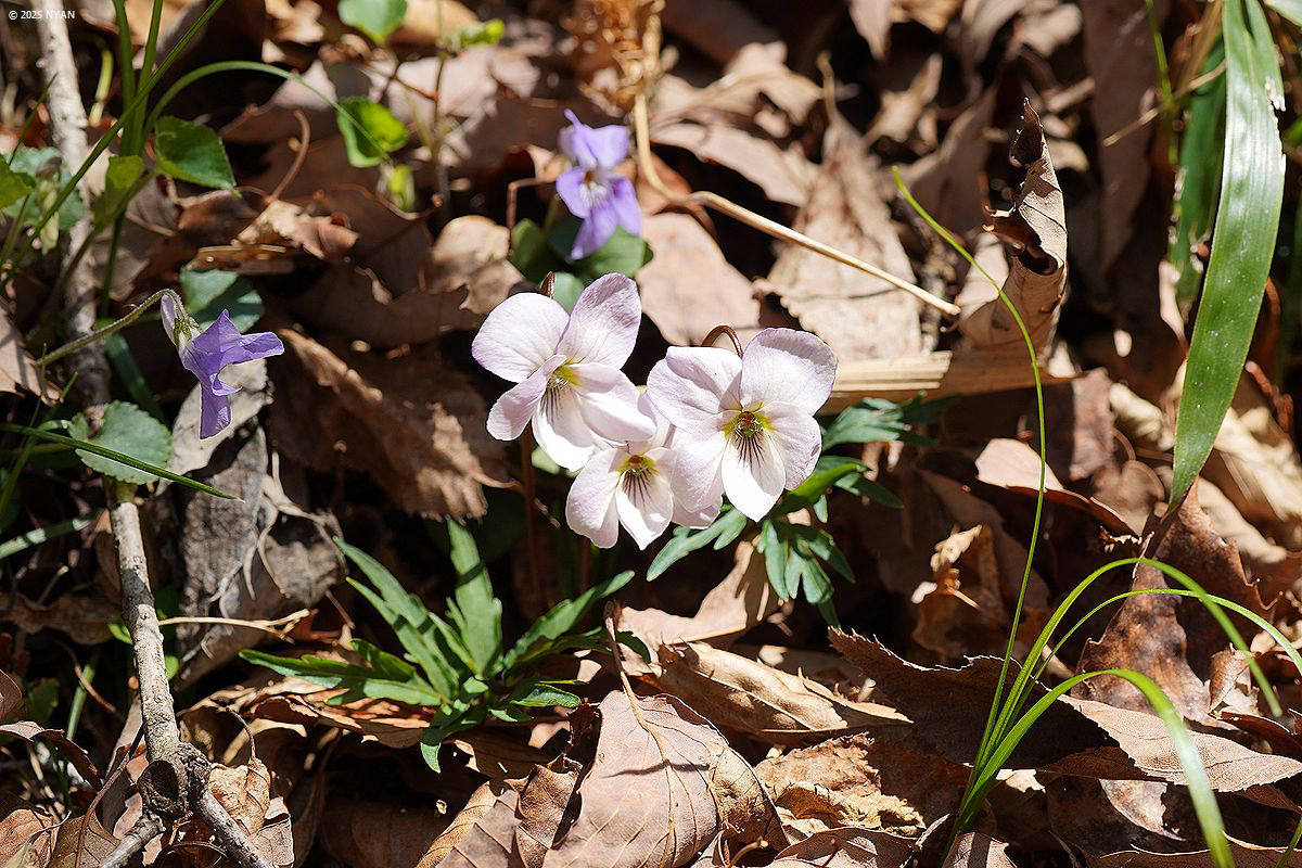 エイザンスミレ
