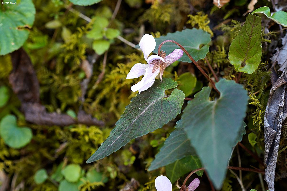 ハグロヒナスミレ（俗称）