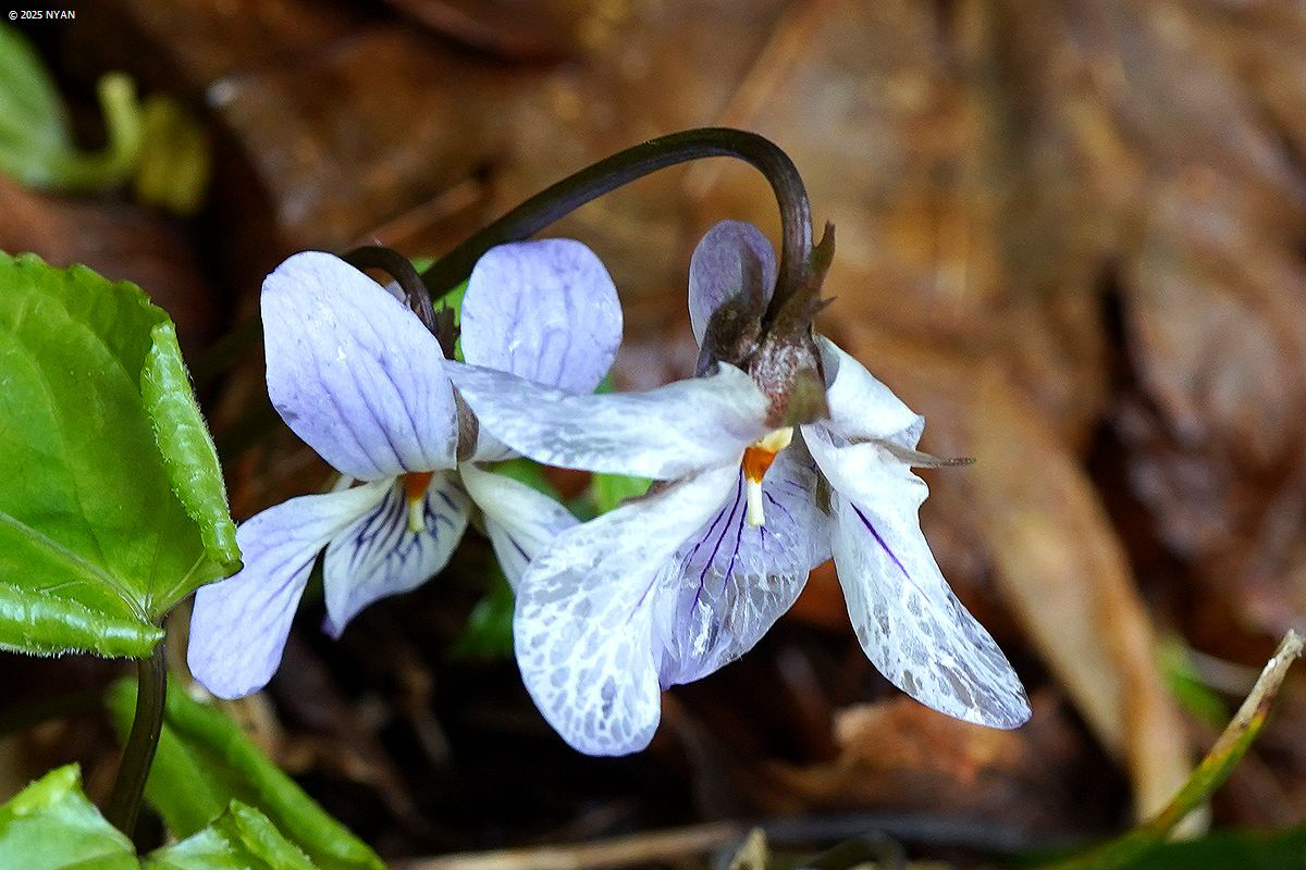 サンインスミレサイシン