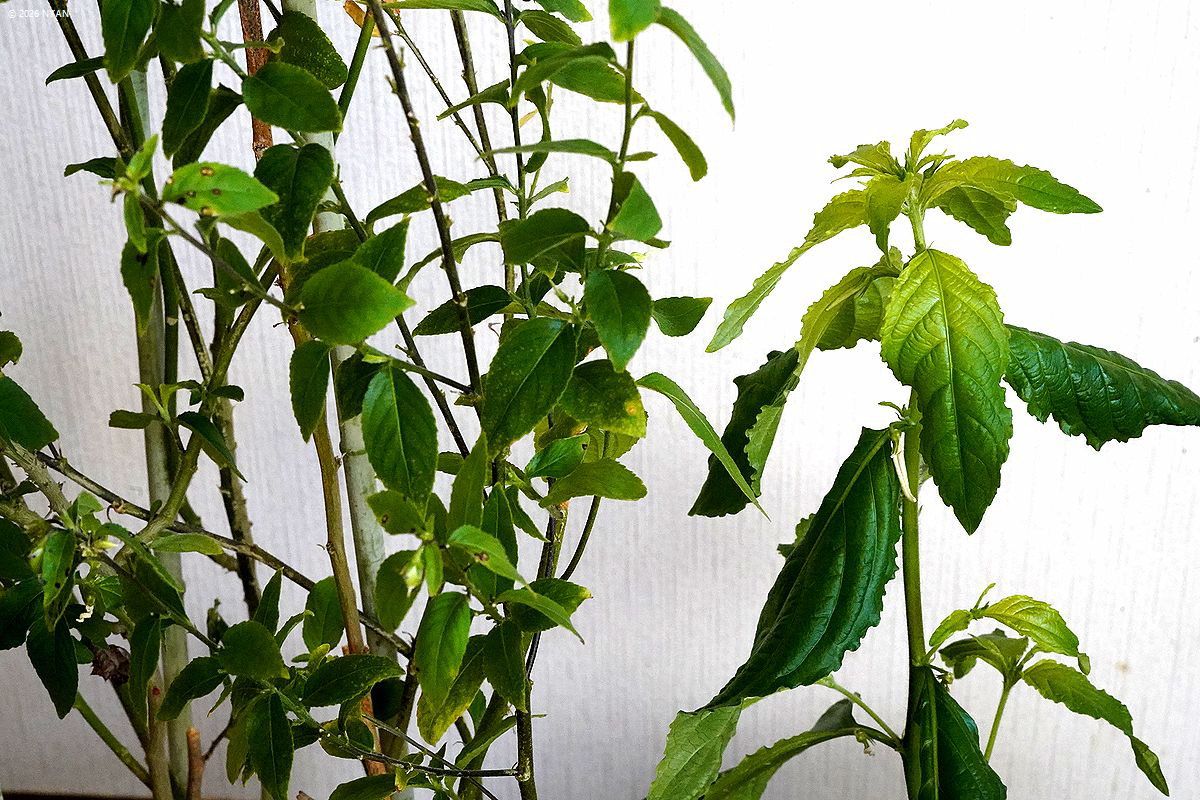 ポンバリア・コミュニス（木本種）