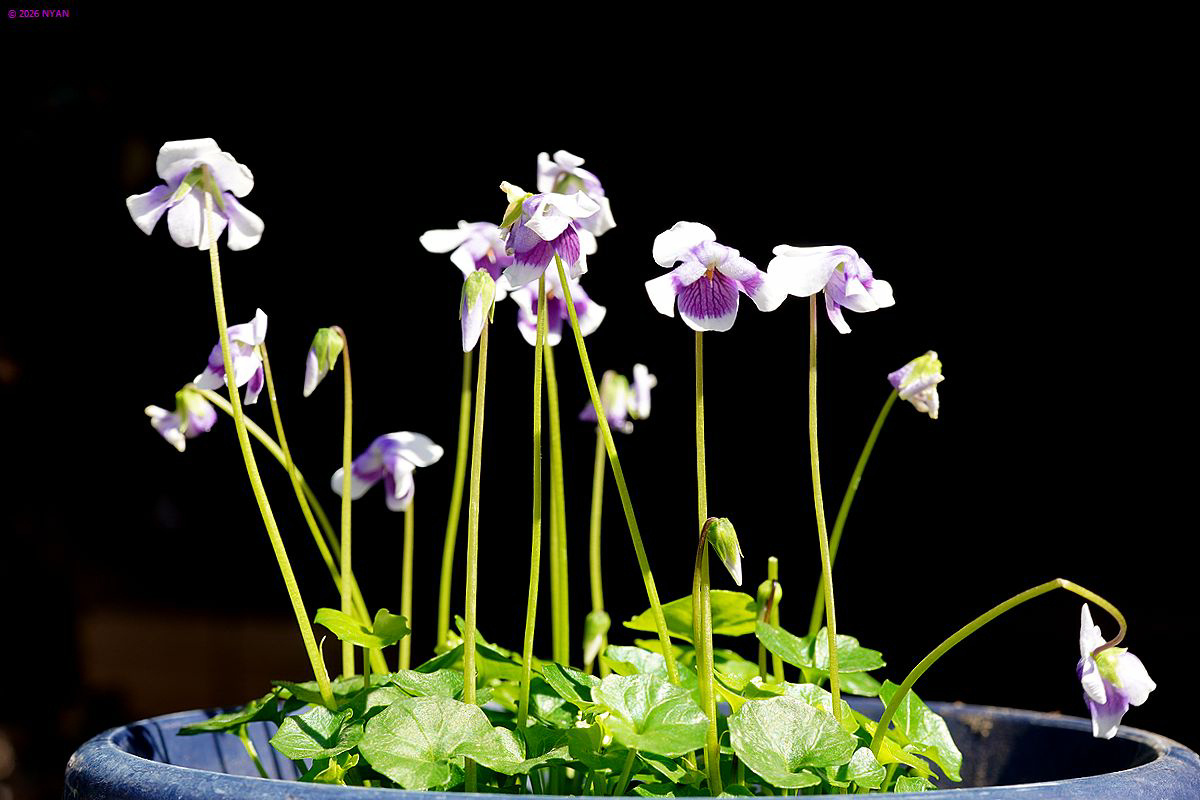 ヴィオラ・バンクシイ（外来種）