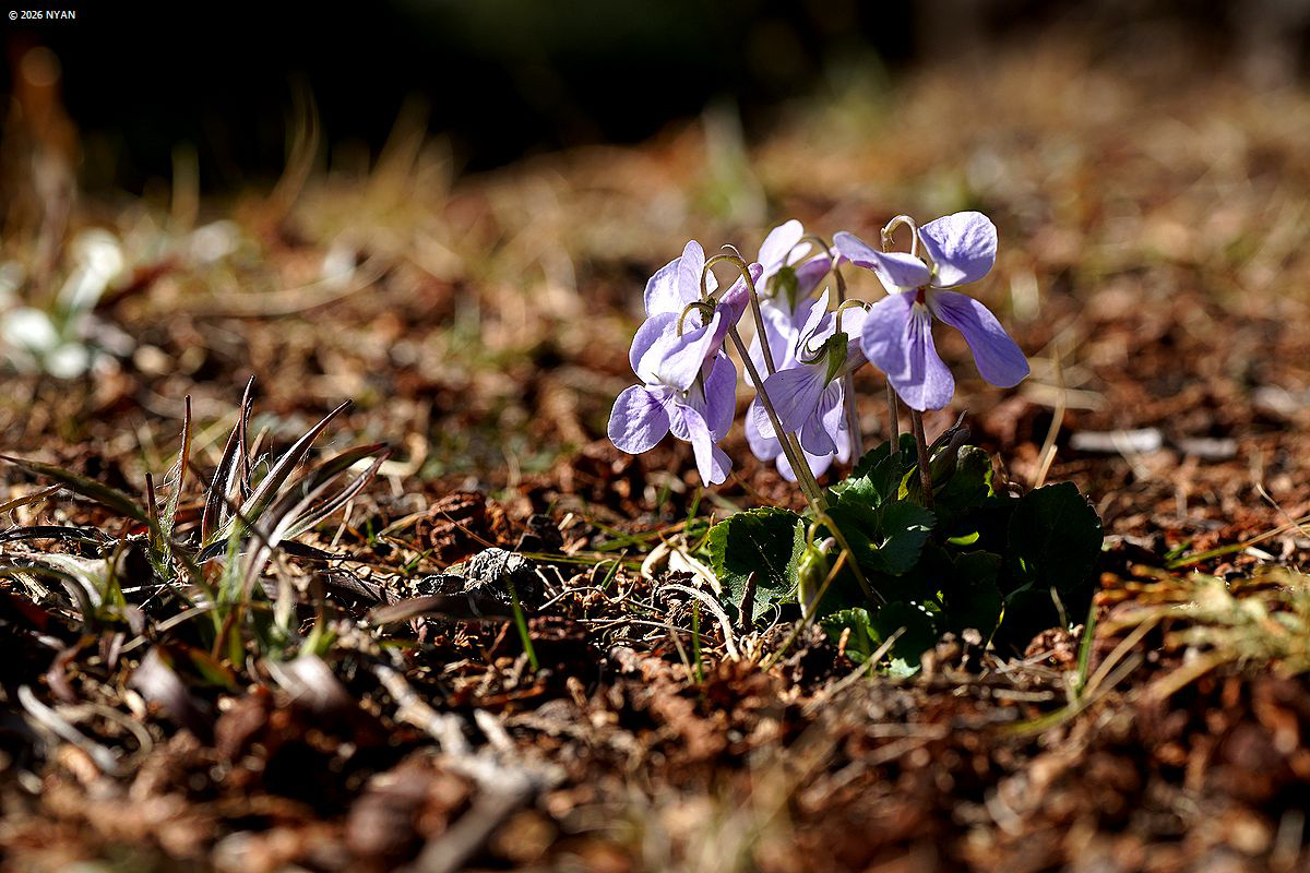 タチツボスミレ