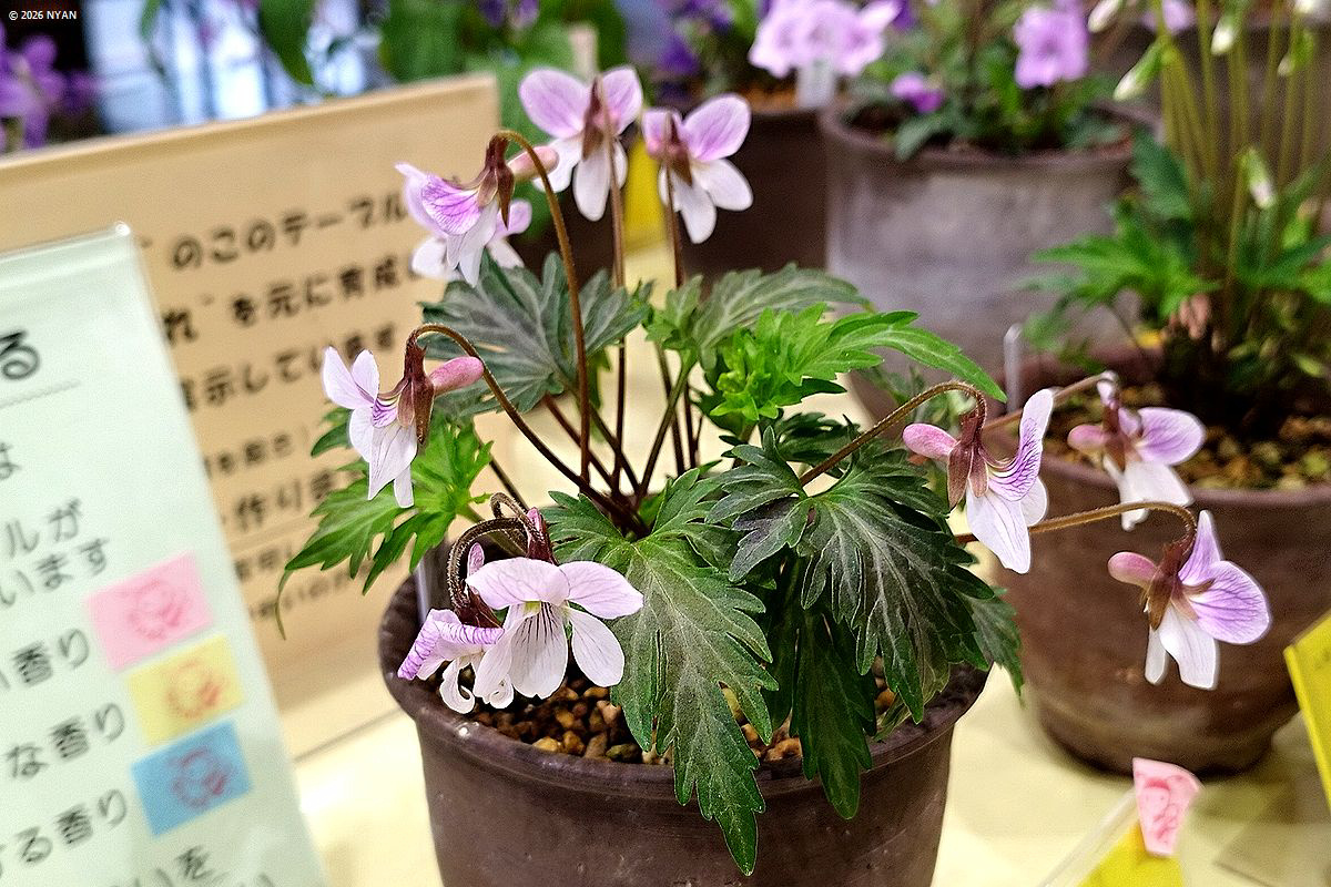 スワキクバスミレ（交雑種）