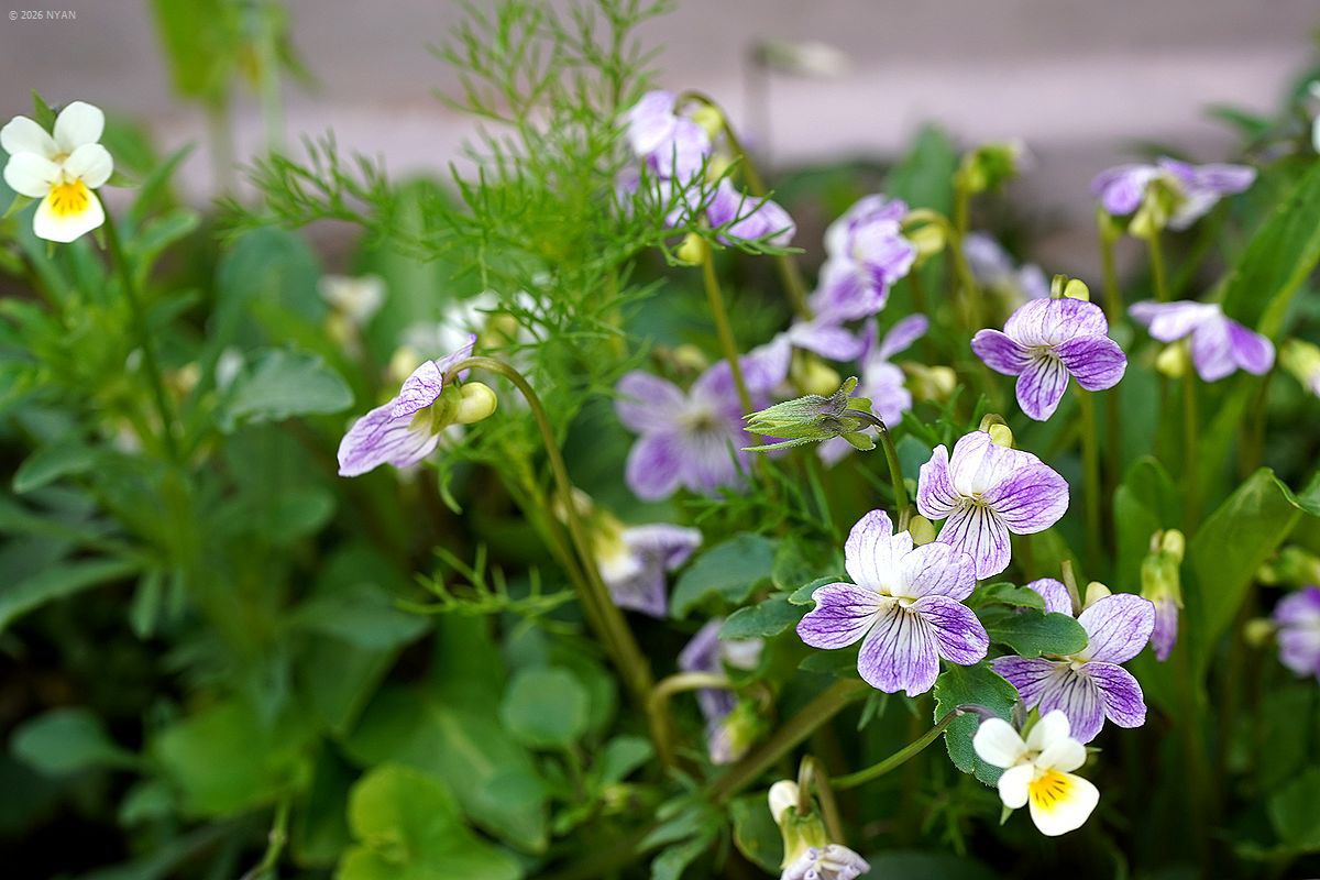 ベニバナアリアケスミレ、他