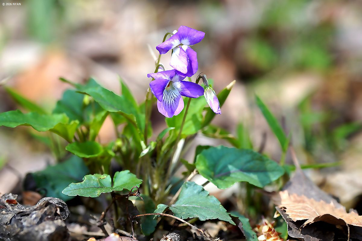 ウスゲスミレ（交雑種）