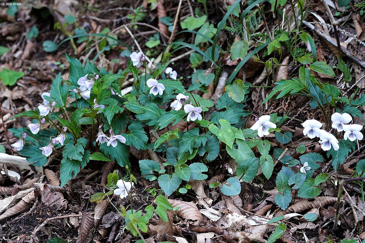 スルガキクバスミレ（交雑種）
