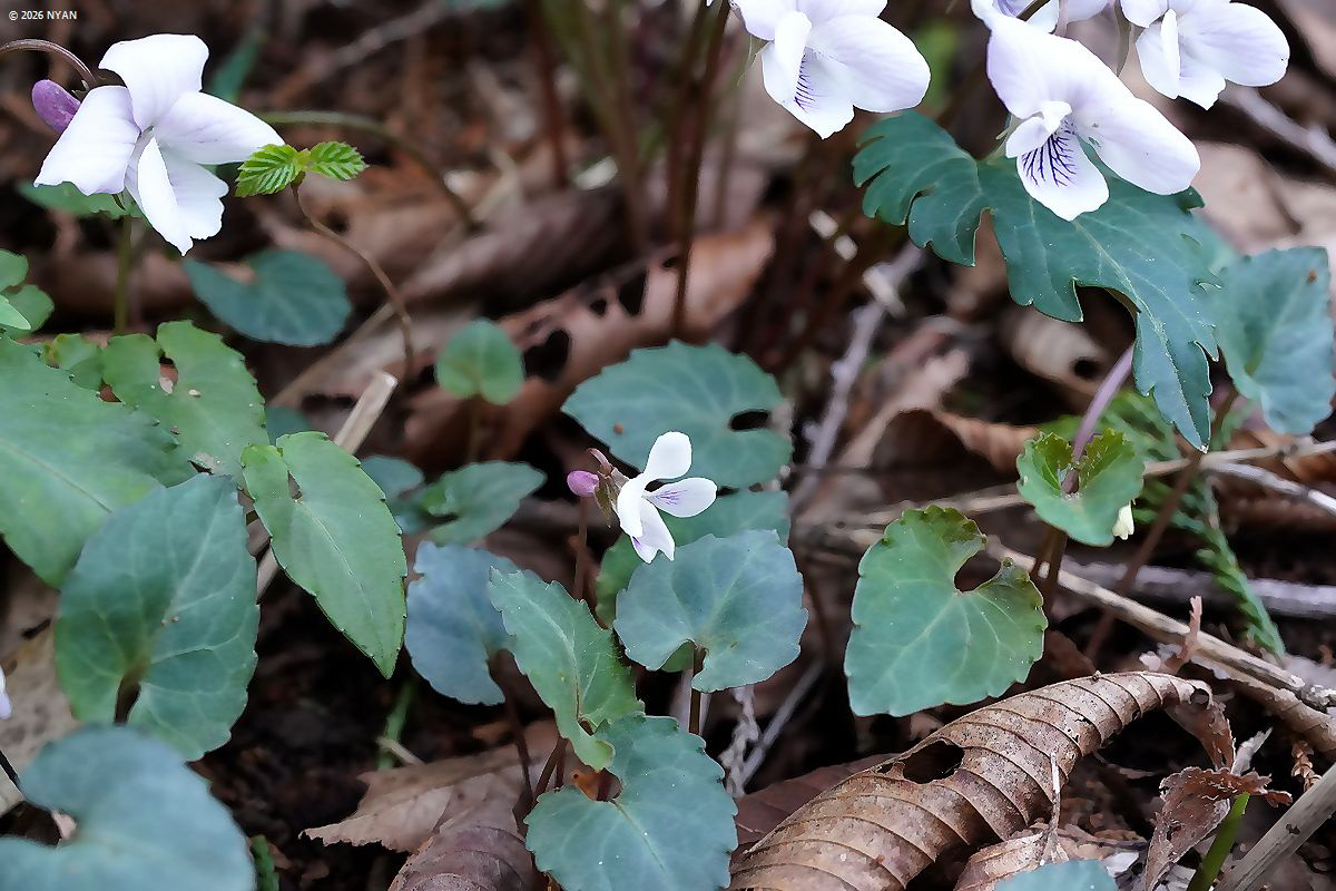 スルガキクバスミレ