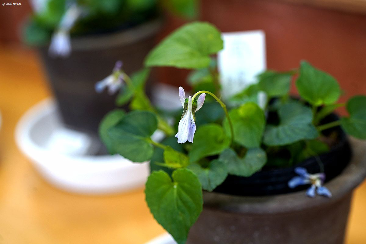 タチツボスミレ（多距型）